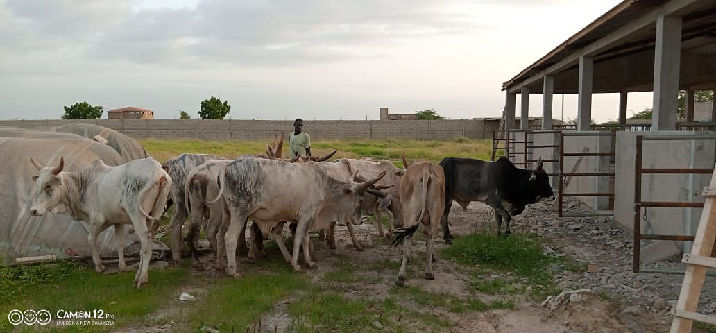 Senegal Rindermast